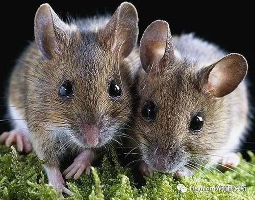 穷人养鼠大法娱乐吃瓜,趣味养鼠，吃瓜乐趣无限